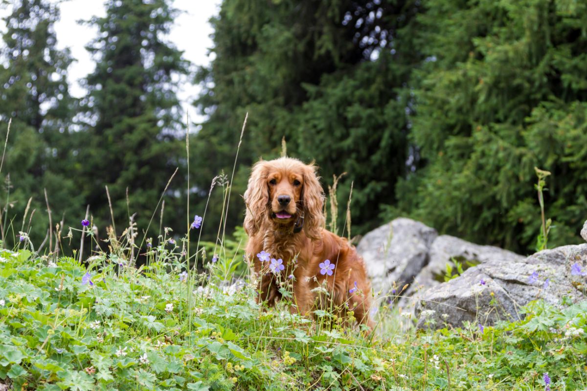 A brown cocker spaniel with a pet tracker stands among wildflowers and tall grass, with rocks and dense evergreen trees in the background.