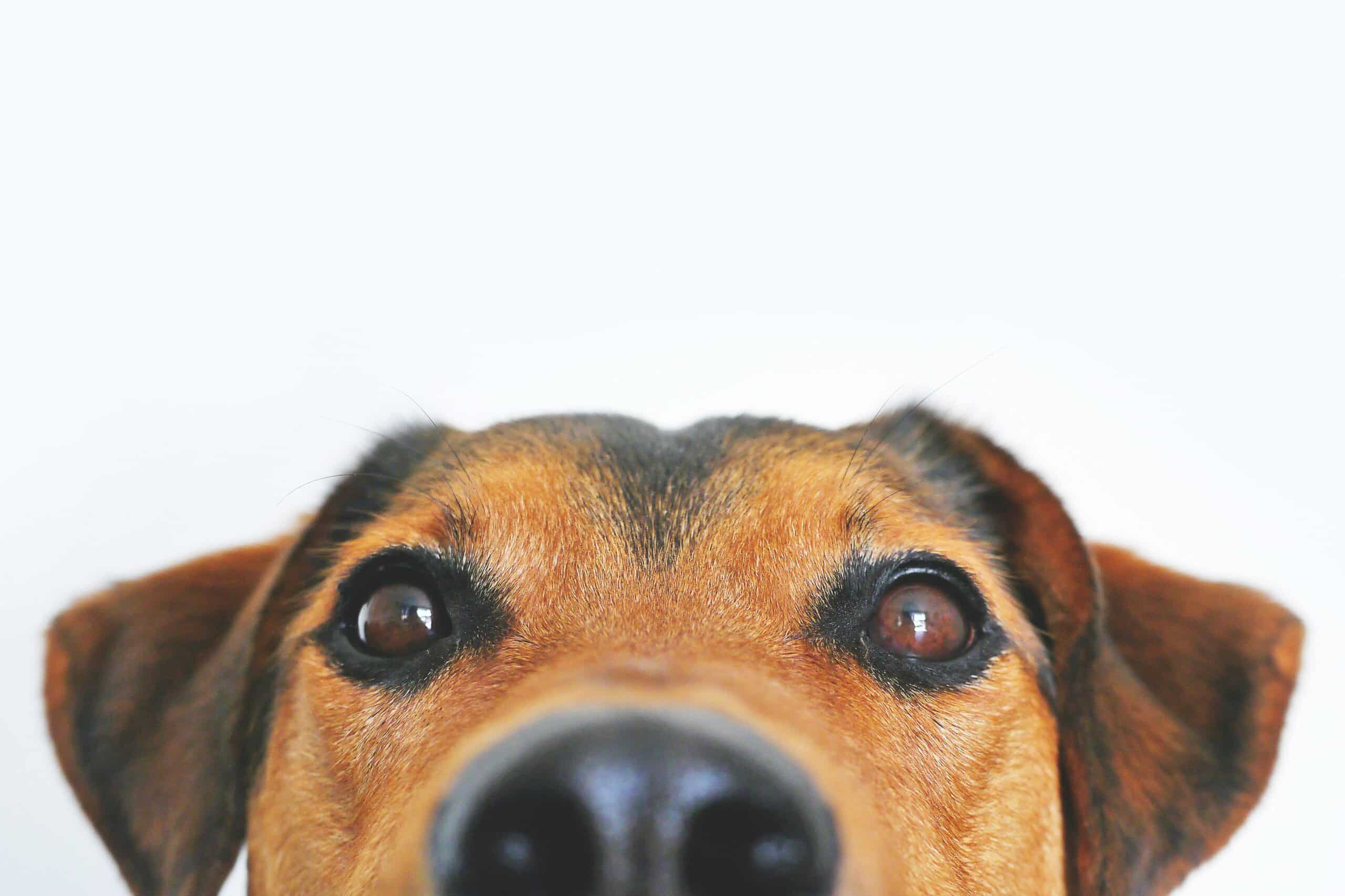 Close-up of a dog's face with focus on its nose and eyes, set against a plain white background. The brown dog has darker markings above its eyes and on its ears.