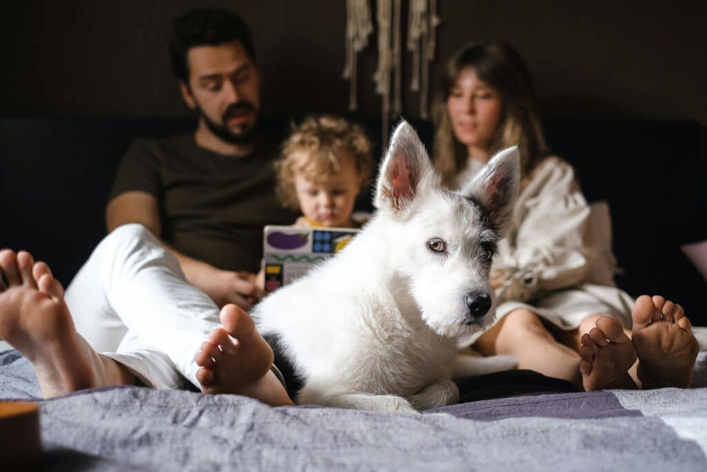 A rescue dog with black markings lies on a bed in the foreground, whilst two adults and a child sit in the background, reading a book together. The scene appears cosy and relaxed.