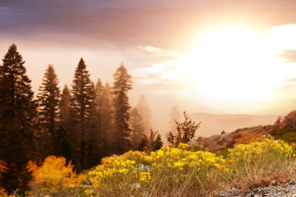 Sun rises over a forested mountain landscape, illuminating pine trees and yellow wildflowers in the foreground with warm, golden light. Mist and clouds add a soft, dreamy effect to this perfect scene for autumn travel.