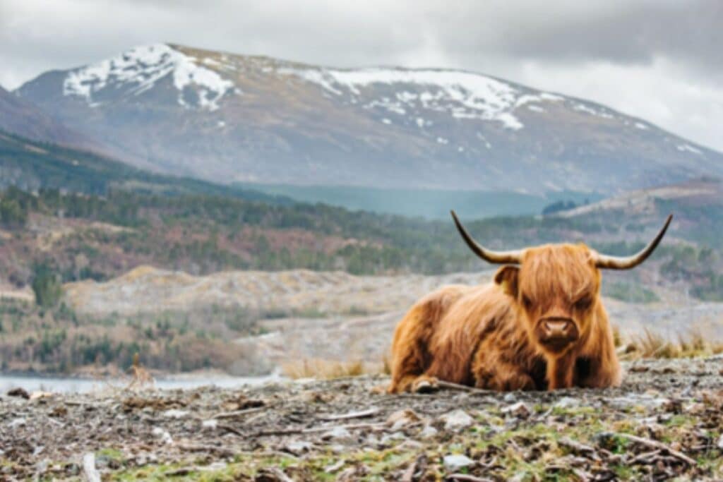 A Scottish Highland cow with long, shaggy fur and large curved horns rests on the ground, set against a scenic backdrop of mountains, trees, and patches of snow beneath a cloudy sky.