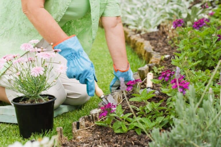 A person wearing blue gardening gloves is kneeling on the grass, using a small hand tool for gardening in a flowerbed filled with blooming pink and purple flowers. A potted plant rests nearby.
