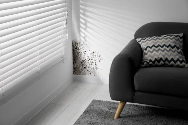 A patch of black mould on a white wall near a window with blinds, found in a housing interior next to a dark grey sofa with a chevron-patterned cushion and a grey rug on a light wooden floor.