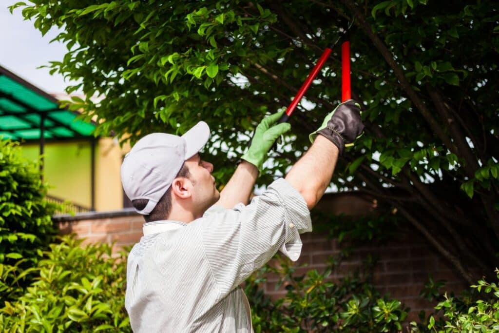 A man wearing a cap and gloves uses red-handled secateurs to trim branches from a leafy tree in a garden, careful not to disturb the nearby tree roots. A brick wall and greenery are visible in the background.