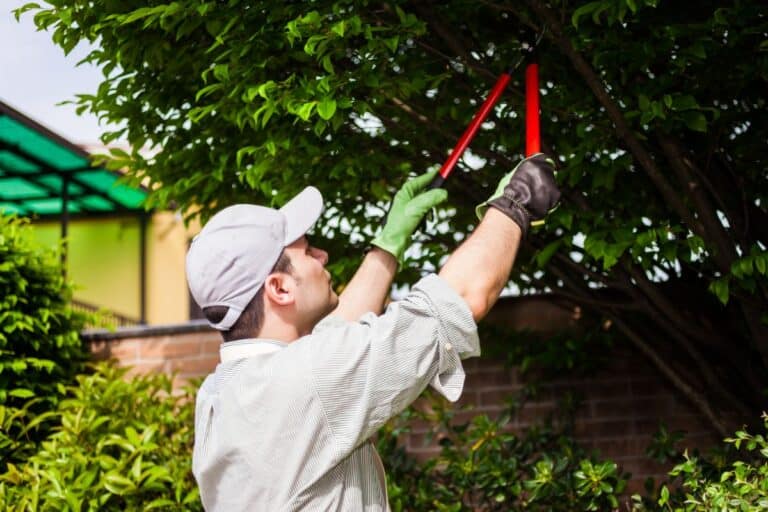A man wearing a cap and gloves uses red-handled secateurs to trim branches from a leafy tree in a garden, careful not to disturb the nearby tree roots. A brick wall and greenery are visible in the background.