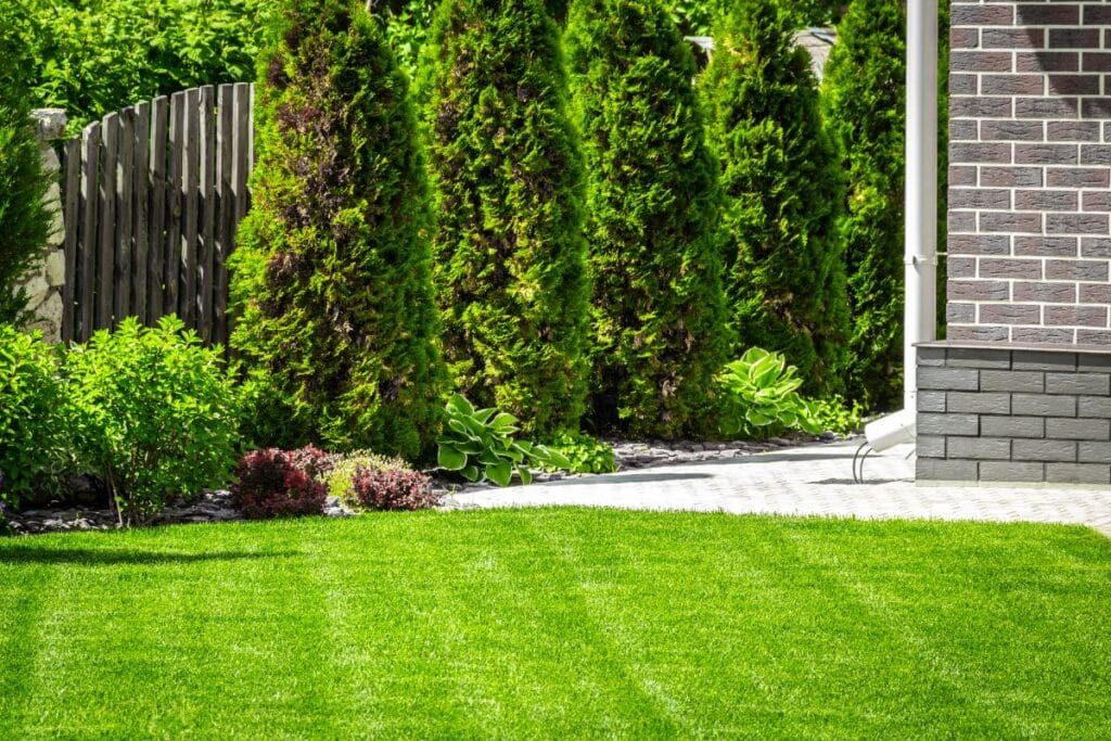 A neatly manicured lawn with lush green grass, a row of tall evergreen trees, various shrubs, a wooden fence, and part of a brick house with a paved path.