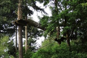Experience the thrill of adventure centres with an aerial ropes course featuring wooden platforms and hanging bridges suspended between tall trees in a lush, green forest.