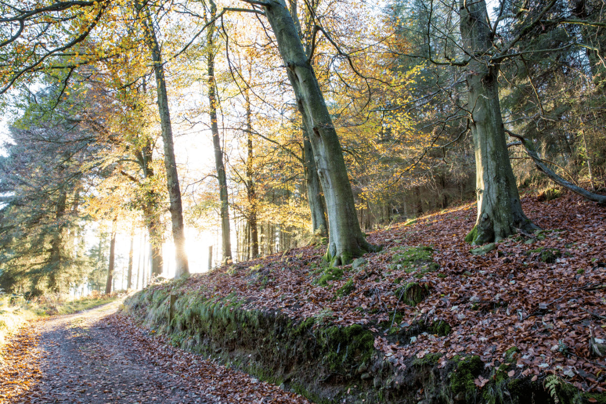 A sunlit forest scene with tall trees, fallen autumn leaves covering the ground, and a dirt path curving to the left. Perfect for a quiet family walk, as sunlight filters through, casting long shadows and illuminating this hidden gem of Yorkshire.