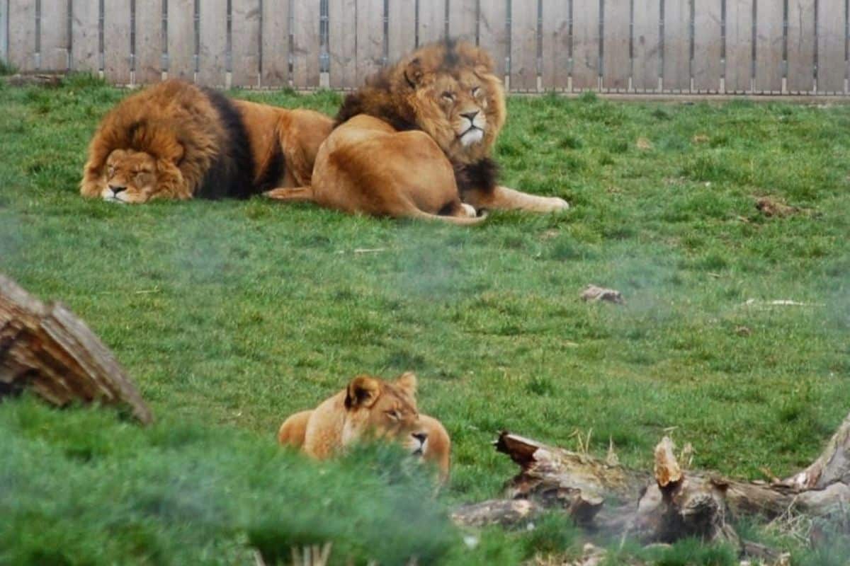 Three lions rest on green grass near logs, with a wooden fence in the background. A teen-friendly day out in Yorkshire, this spot offers one of the best things to do with teenagers who love wildlife.