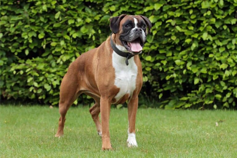 A red and white boxer dog stands on green grass in front of a leafy hedge, mouth open with tongue out, looking alert and happy