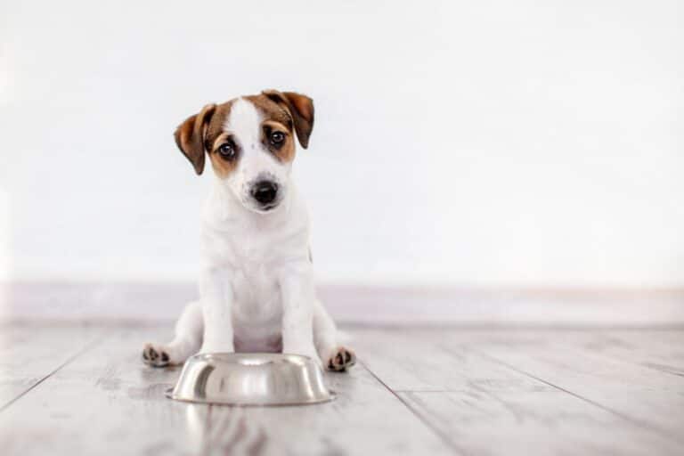 A small brown and white puppy sits on a light wooden floor, looking up with a tilted head in front of an empty metal food bowl—a scene that raises questions about causes for a dog not eating and when to worry. The background is plain and white.