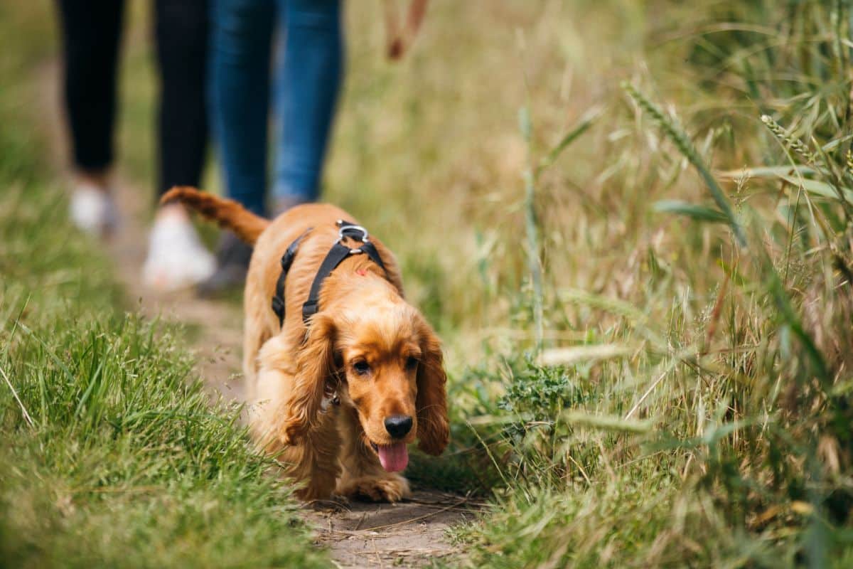 A brown Cocker Spaniel dog on a lead walks along a grassy path in dog-friendly Yorkshire, sniffing the ground, while two people in jeans follow behind enjoying family days out Yorkshire.