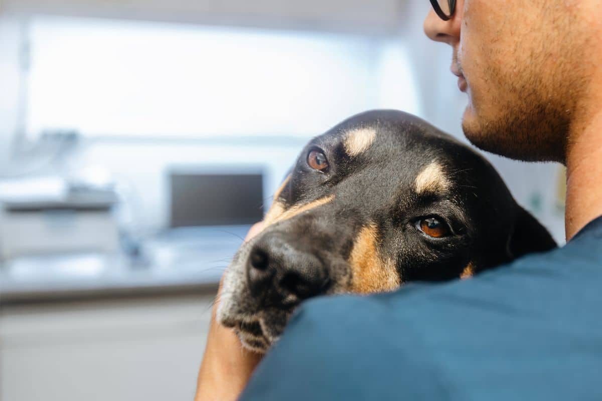 A close-up of a person gently holding a black and tan dog, who looks calm and comforted, in what appears to be a veterinary surgery—highlighting the importance of recognising signs of dog pain for better dog health.