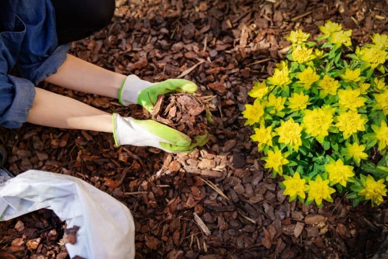 A person wearing green and white gardening gloves spreads brown wood mulch around a bed of bright yellow flowers, following key gardening tips to get the garden ready for summer, with a white bag of mulch nearby.